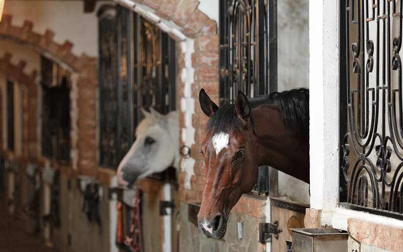 Прадар конный клуб